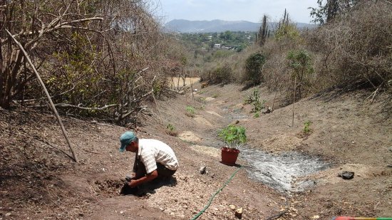 Doug's fruit tree plantation